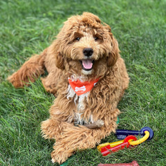 Nylabone Puppy Chew Teething Keys with three colorful key shapes.