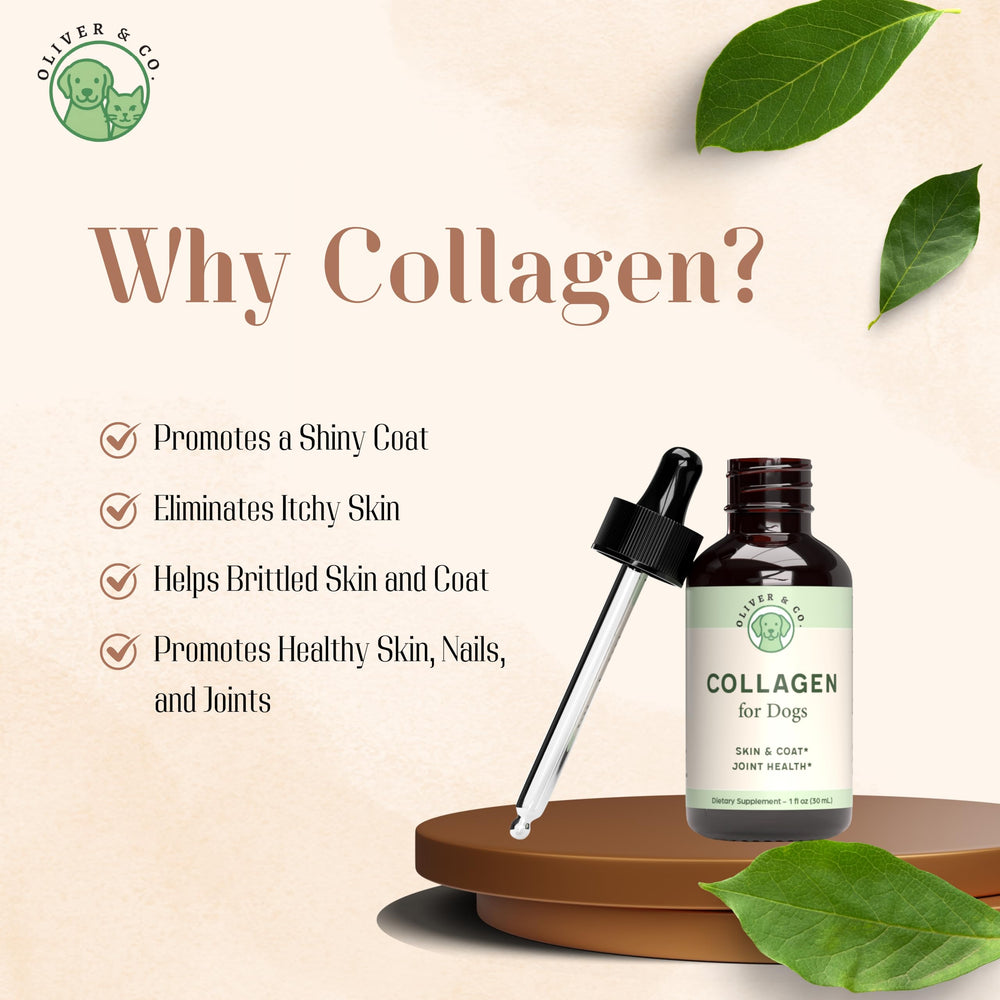Oliver & Co. dog collagen ingredients highlighted in a product image.