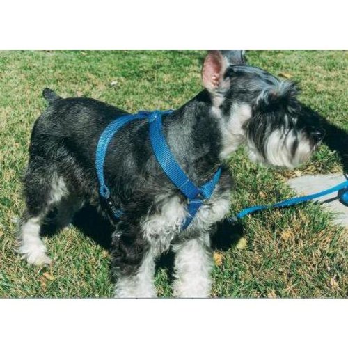 OmniPet Kwik Klip small mint nylon dog harness shown from the front.