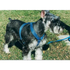 OmniPet Kwik Klip small mint nylon dog harness shown from the front.