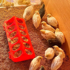 Oncpcare chick feeder flip-top lid shown in close-up.