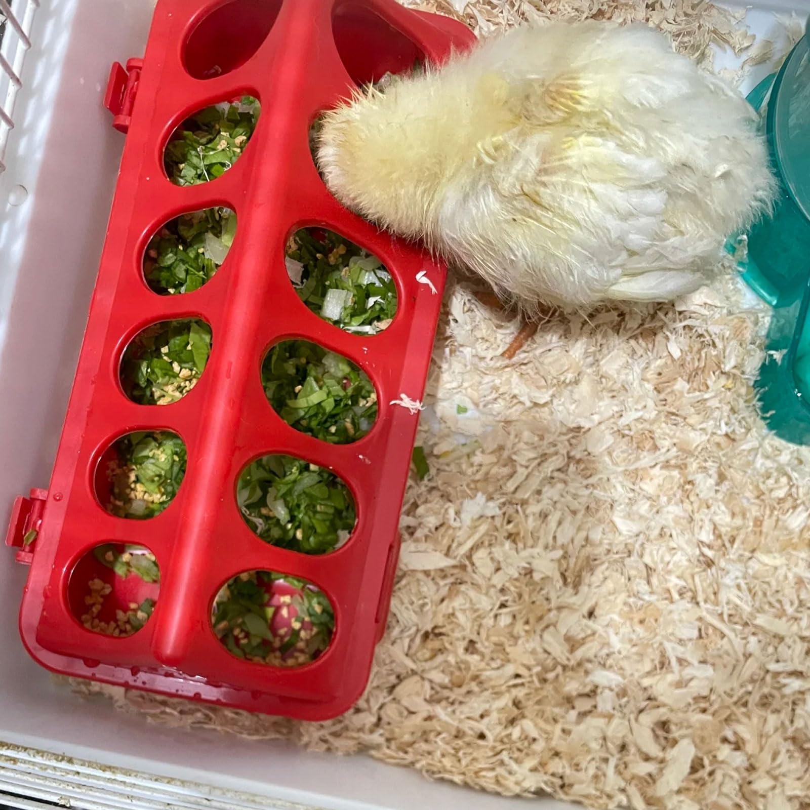 Oncpcare chick feeder with its removable lid separated.