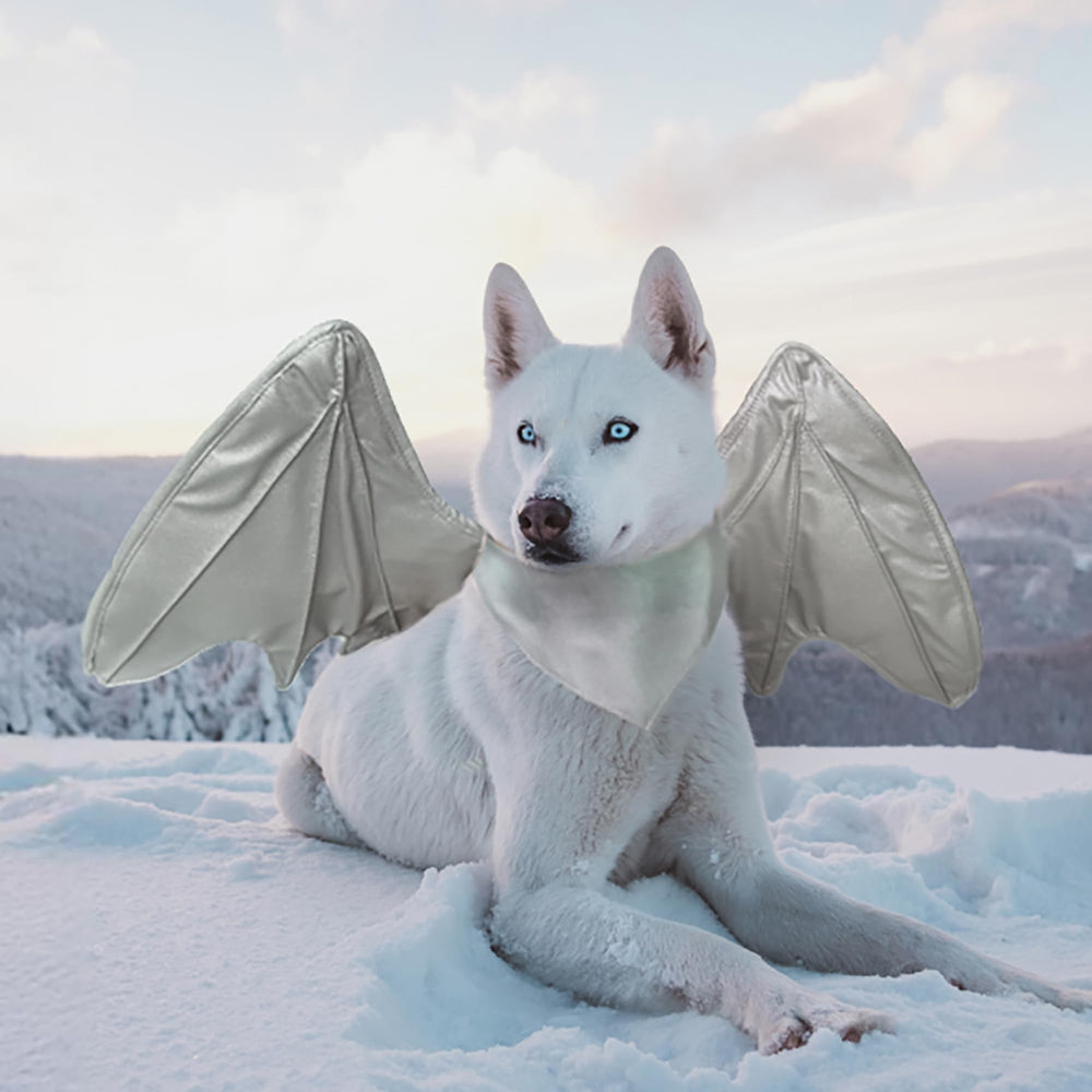 Onmygogo bat dragon dog costume shown from the front.