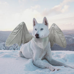 Onmygogo bat dragon dog costume shown from the front.