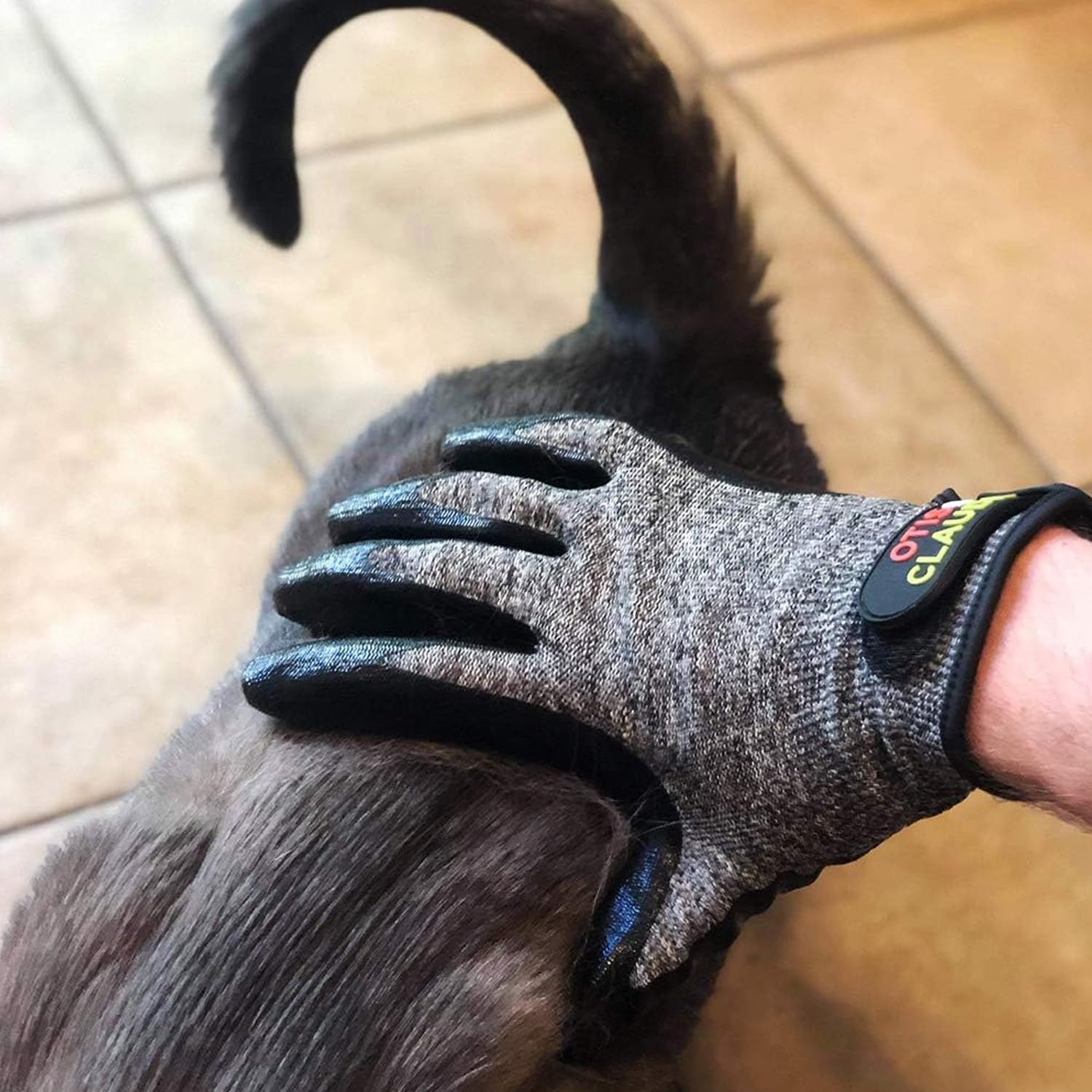 Otis & Claude pet grooming gloves used to groom a cat.