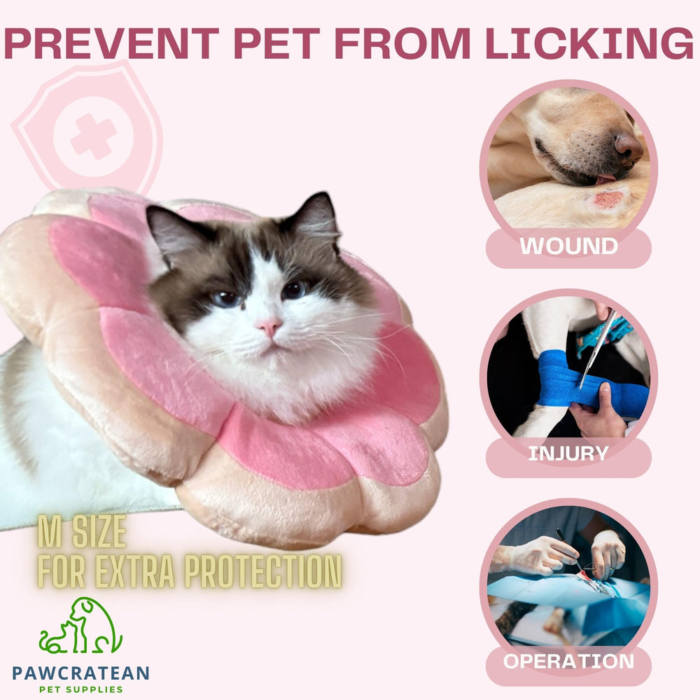Pawcratean adjustable recovery collar with its elastic band in focus.
