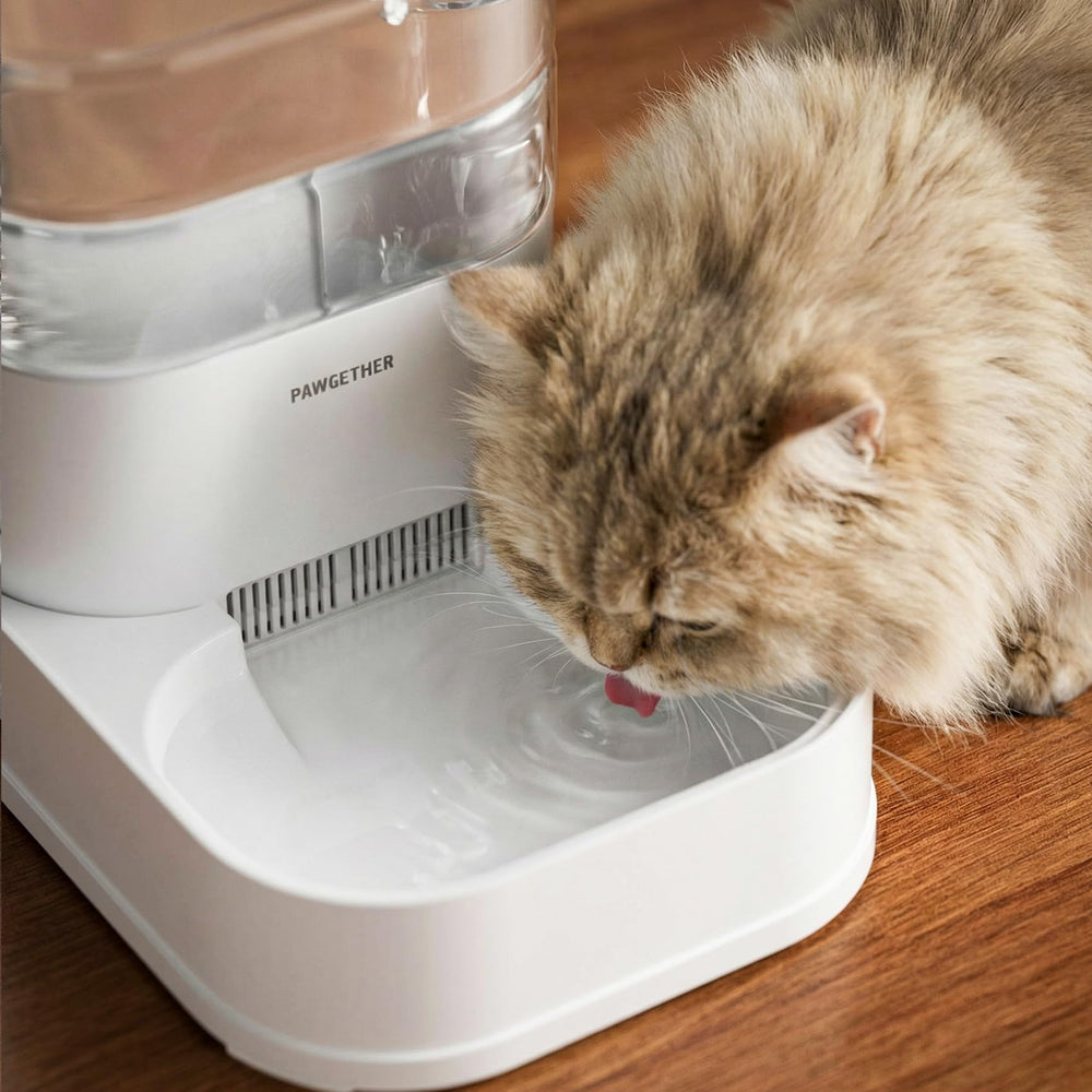 PAWGETHER filter shown close up to highlight its front surface.