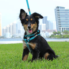 Pawtitas dog harness in purple.