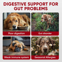 Pawzitive Pets dog probiotic chews shown in a close-up view.