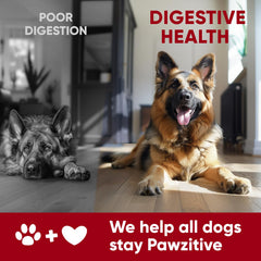 Pawzitive Pets dog probiotic chews for itchy skin support.