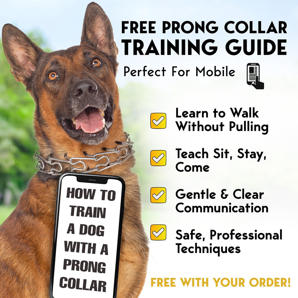 PET JETT prong collar worn by a dog during a leash walk.