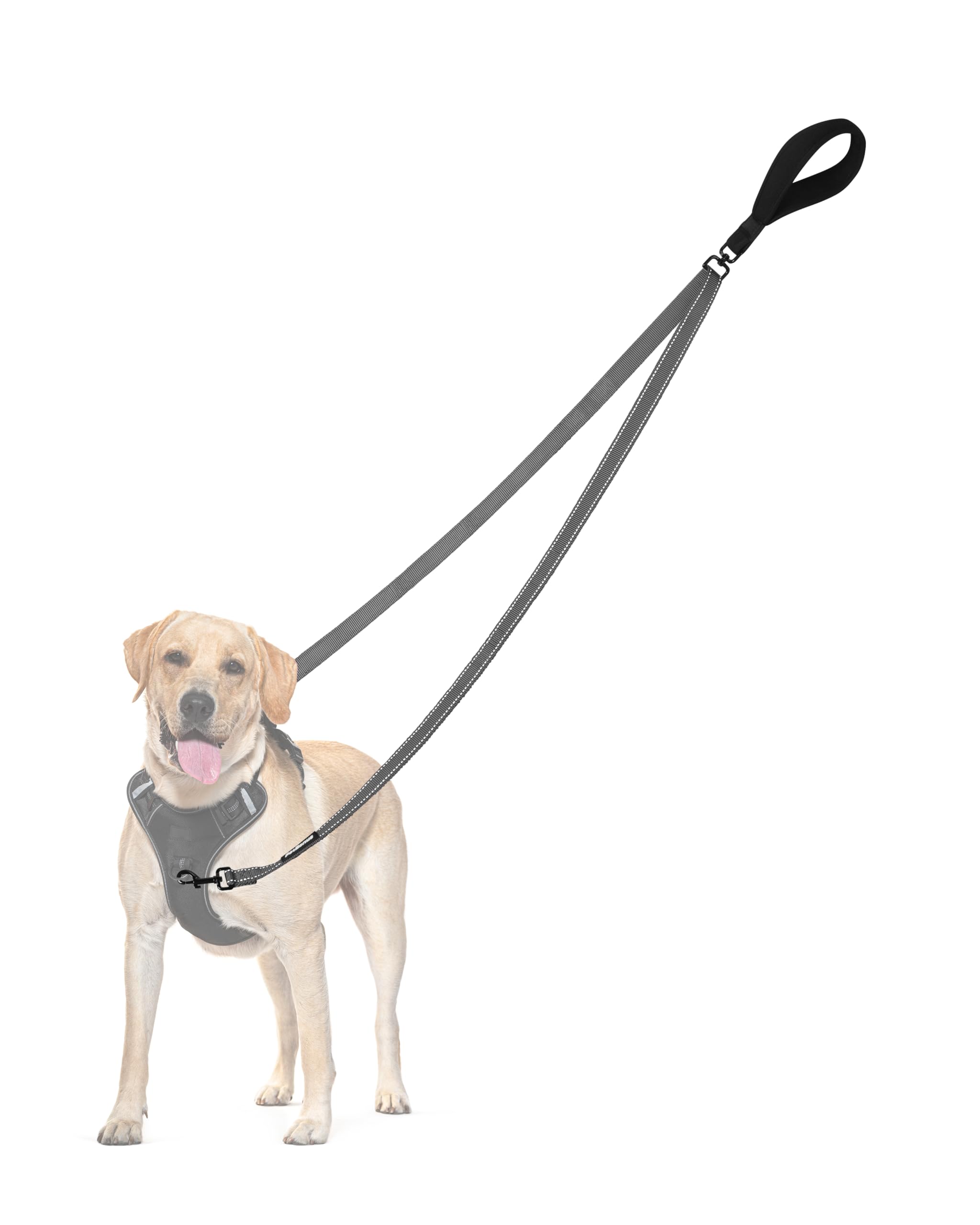 PetBonus two-point dog leash shown from the front.