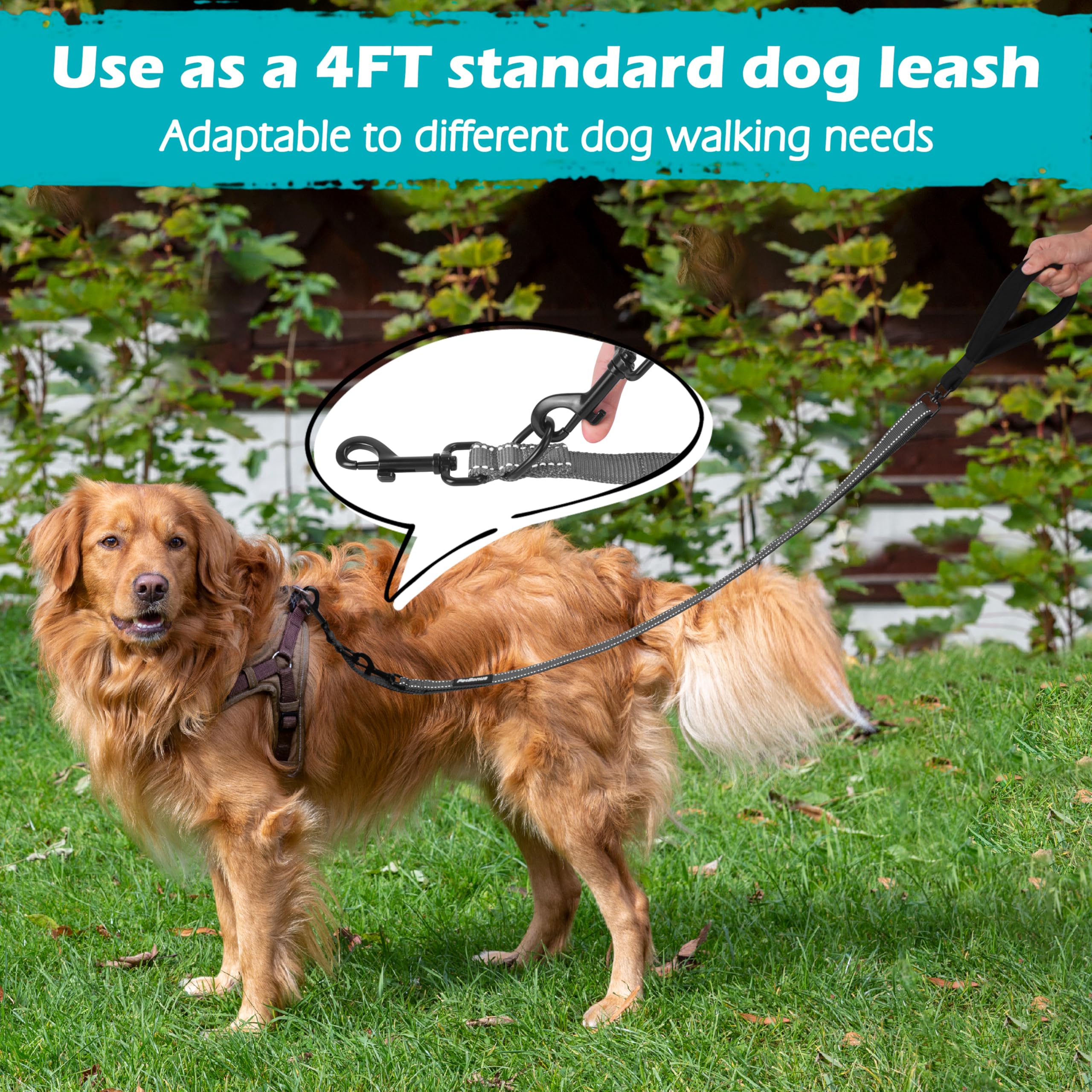 PetBonus two-point dog leash shown during a dog walk.