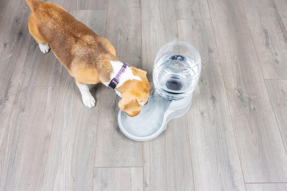Petmate Aspen Pet LeBistro water dispenser with its bowl and bottle separated.