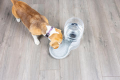 Petmate Aspen Pet LeBistro water dispenser with its bowl and bottle separated.