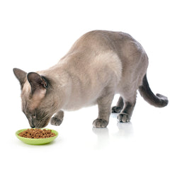 Petrageous Silly Kitty cat saucer viewed from the side to show its shallow profile.