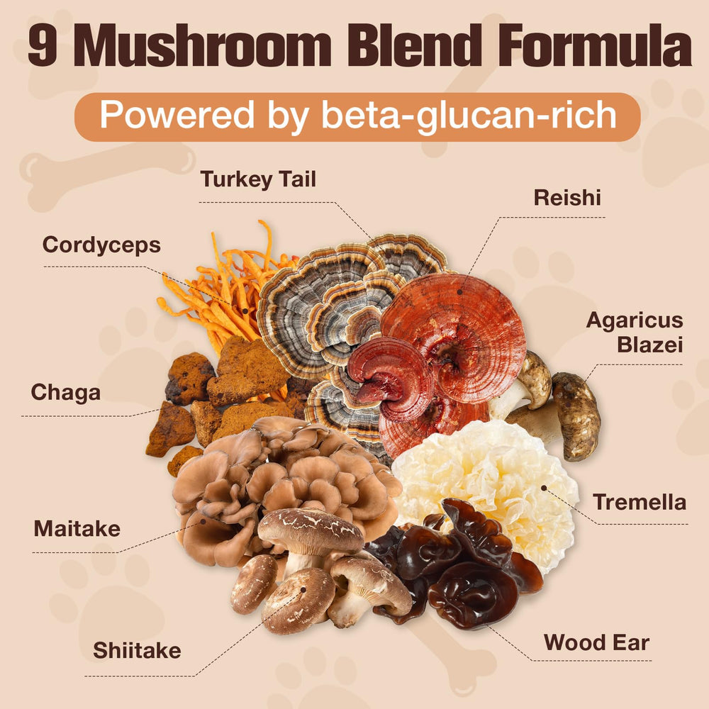 Petrivium Turkey Tail Mushroom powder with its five-strain probiotic formula.
