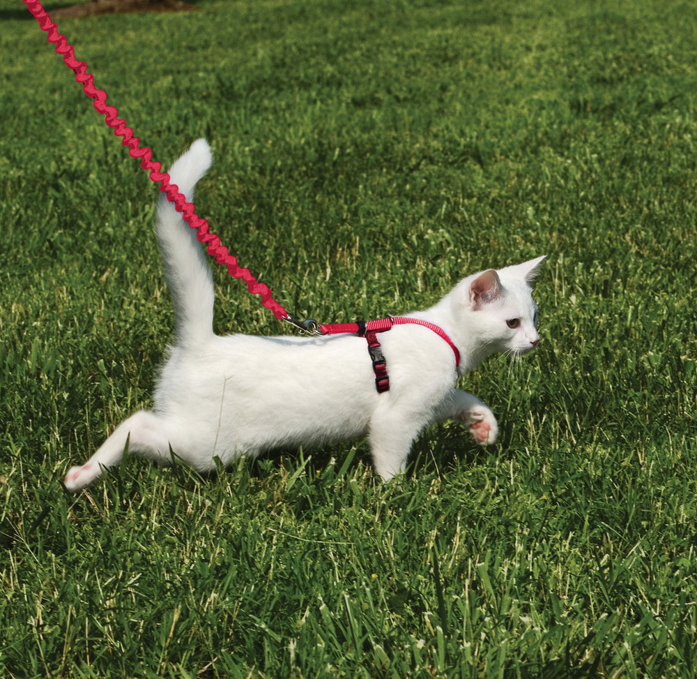 PetSafe Come With Me Kitty Harness shoulder straps shown in close detail.