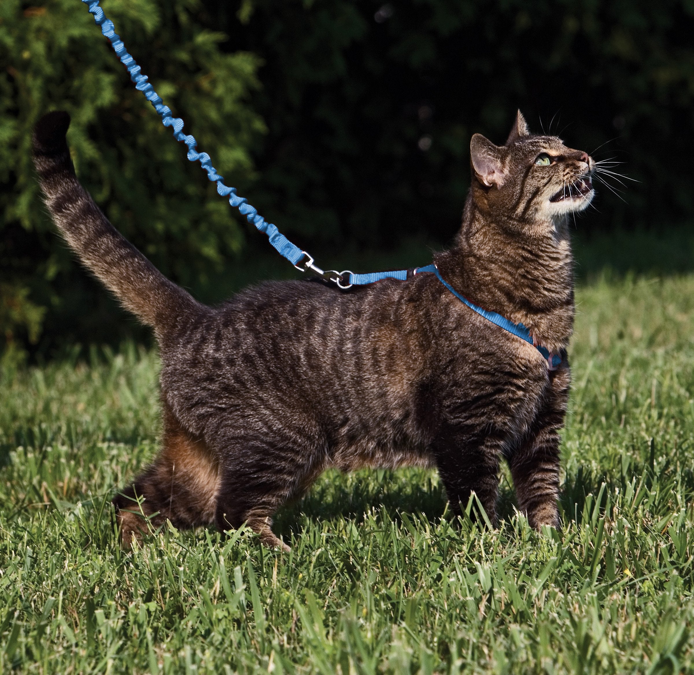 PetSafe cat harness shoulder straps shown in a close-up view.