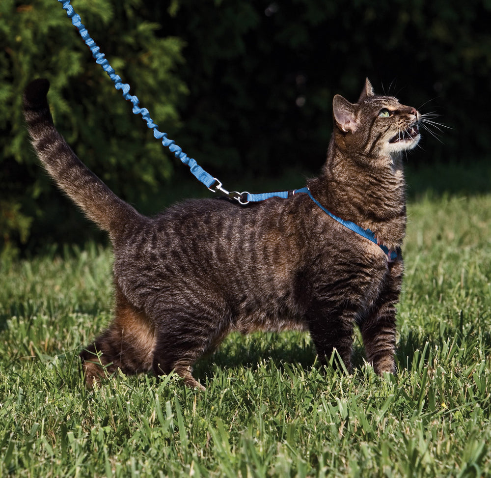 PetSafe cat harness shoulder straps shown in a close-up view.