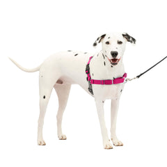 PetSafe Easy Walk Harness shown from the front in raspberry.