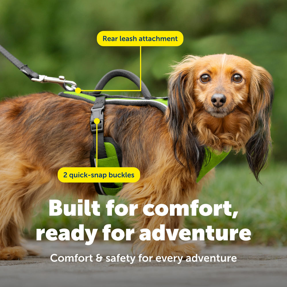 PetSafe EasySport Harness detail showing the rear leash attachment point.