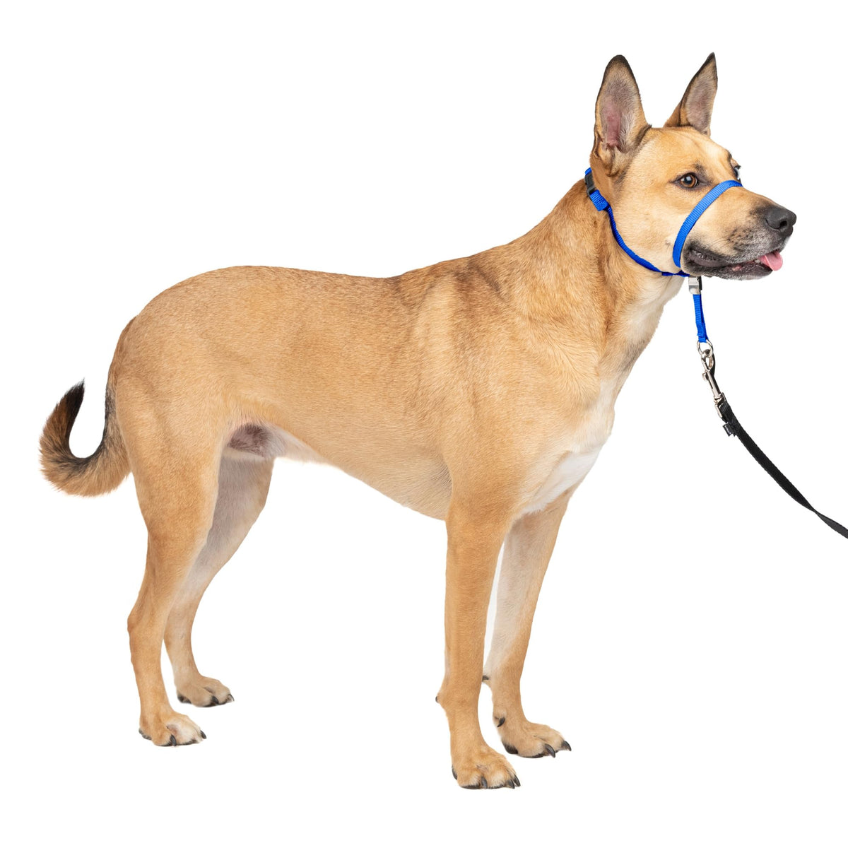 PetSafe Gentle Leader headcollar shown from the front in Royal Blue.
