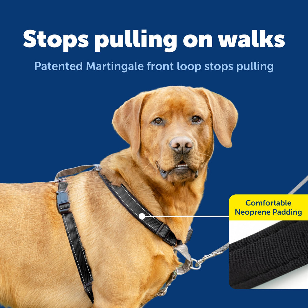 PetSafe 3 in 1 dog harness showing the back leash attachment.