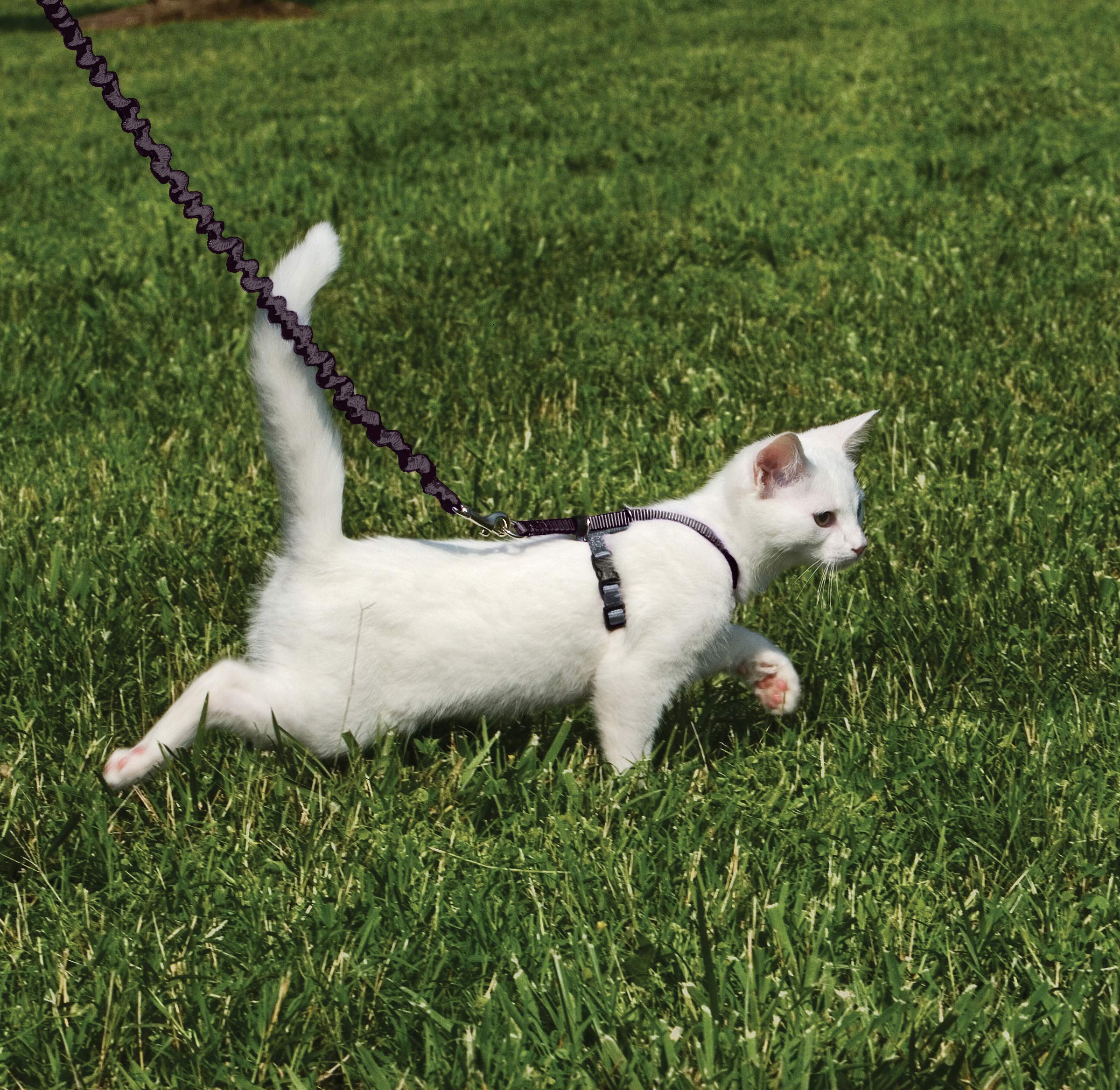 PetSafe Come With Me Kitty Harness and Bungee Cat Leash with the stretchy leash in close view.