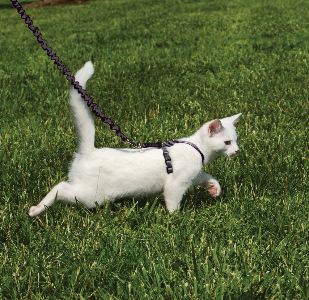 PetSafe Come With Me Kitty Harness and Bungee Cat Leash with the stretchy leash in close view.