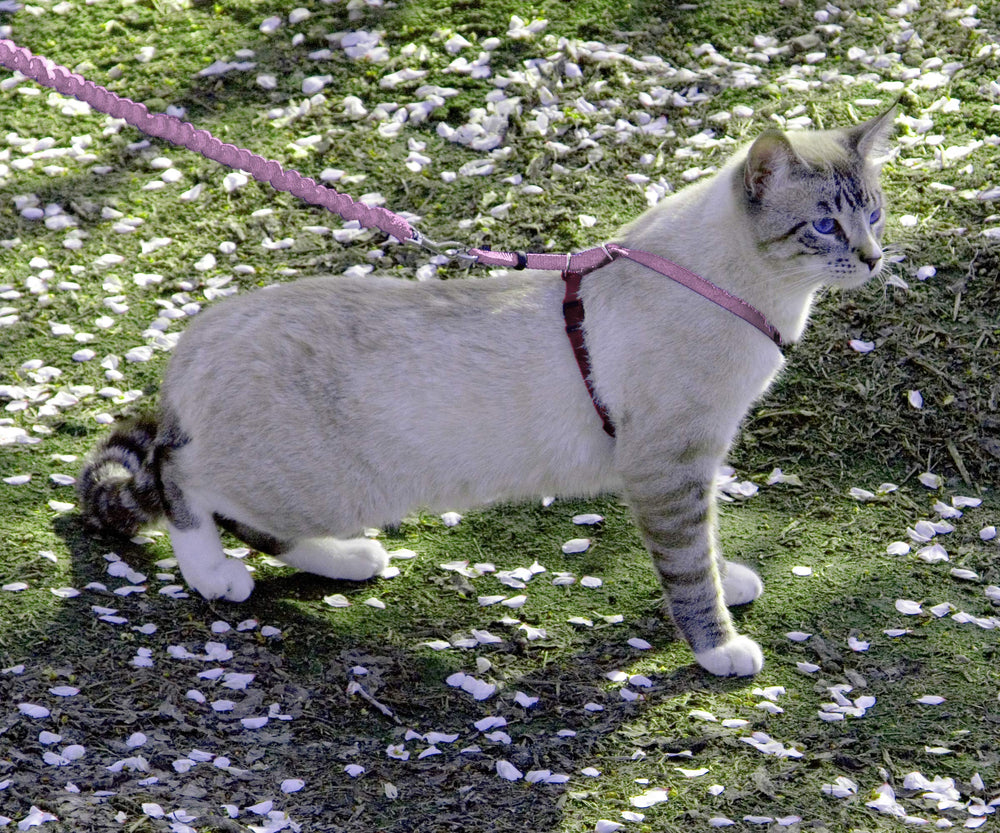 PetSafe Come With Me Kitty Harness shown from the front.