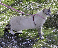 PetSafe Come With Me Kitty Harness shown from the front.