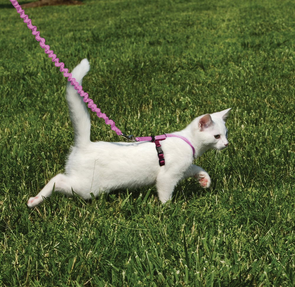 PetSafe Come With Me Kitty Harness and Bungee Leash shown in an overall product view.