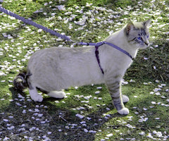 PetSafe Come With Me Kitty Harness shoulder straps shown in close detail.