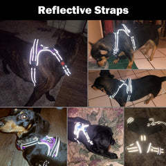 PHOEPET dog harness back handle shown for closer control.