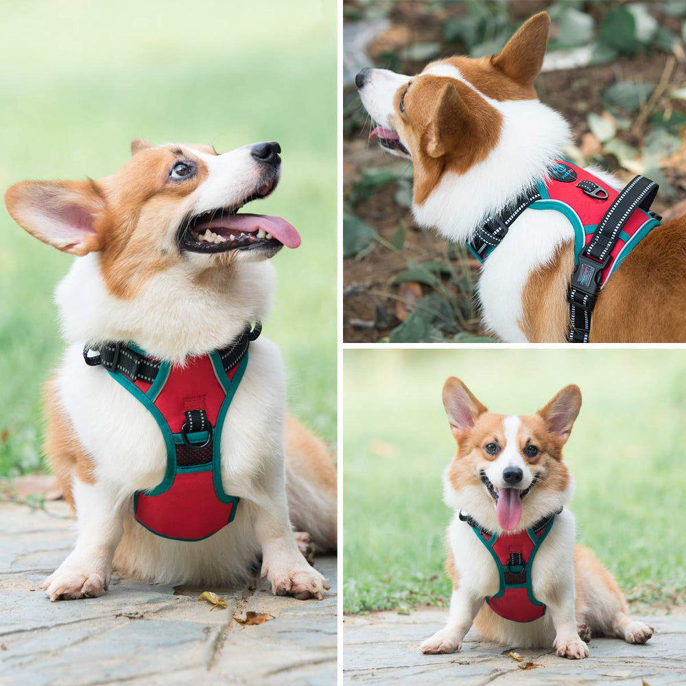 PHOEPET dog harness back training handle shown in close-up.