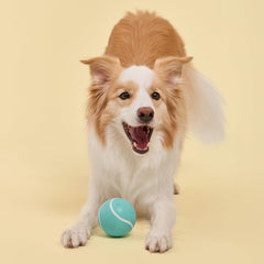 Playology jumbo squeaky chew ball shown during a game of fetch.
