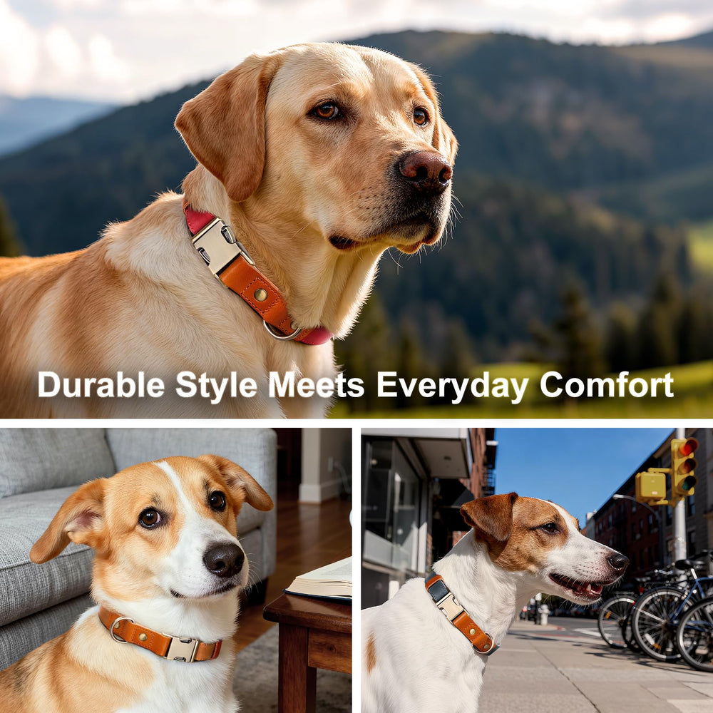 PLUTUS PET dog collar fitted around a dog's neck.