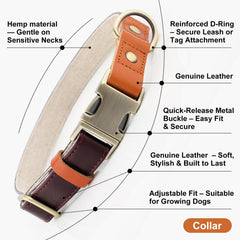 PLUTUS PET dog collar shown on a dog during a walk.