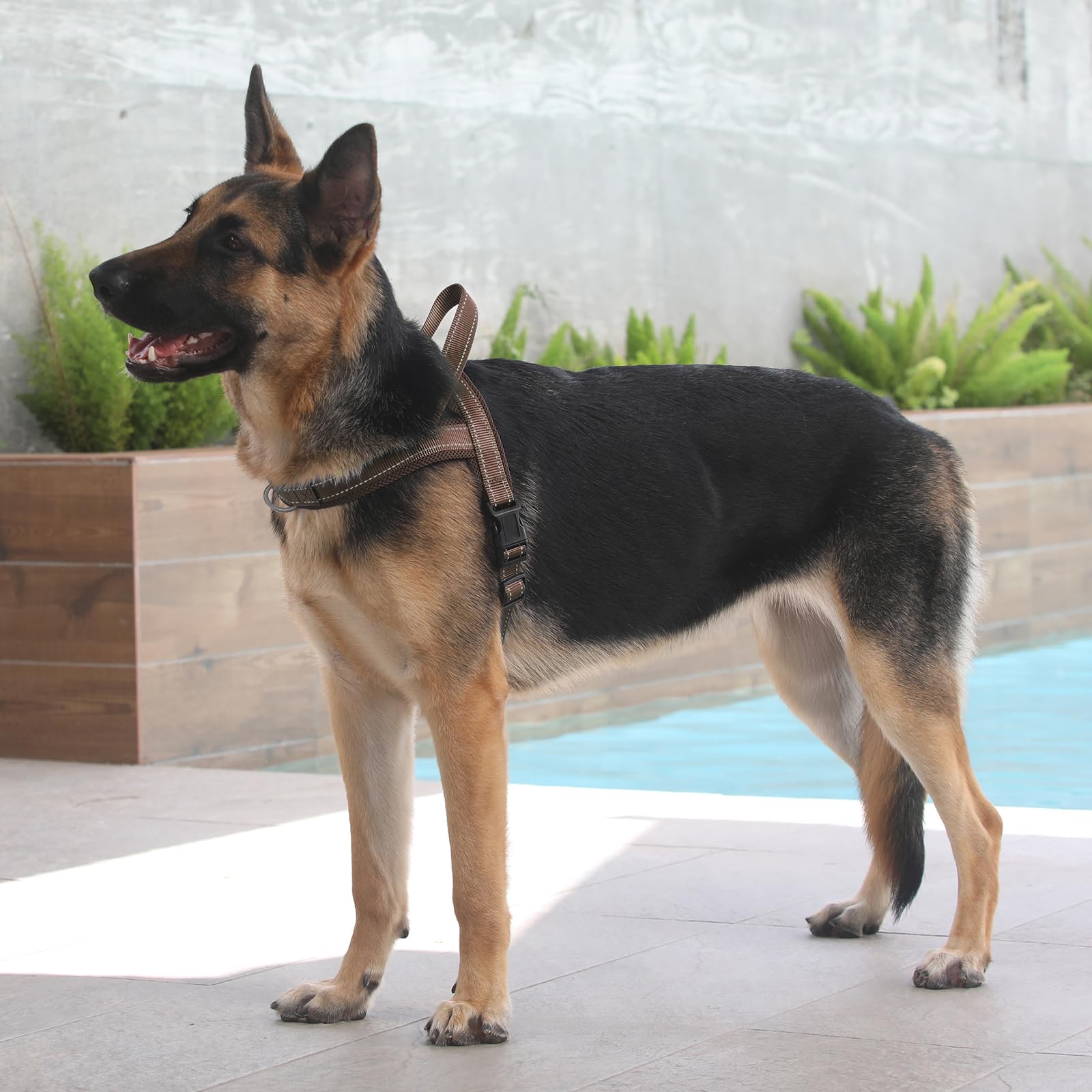 PLUTUS PET dog harness shown during an outdoor walk.