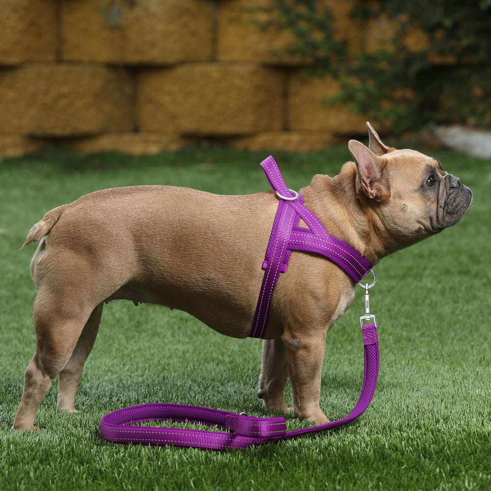 PLUTUS PET dog harness showing its reflective thread.
