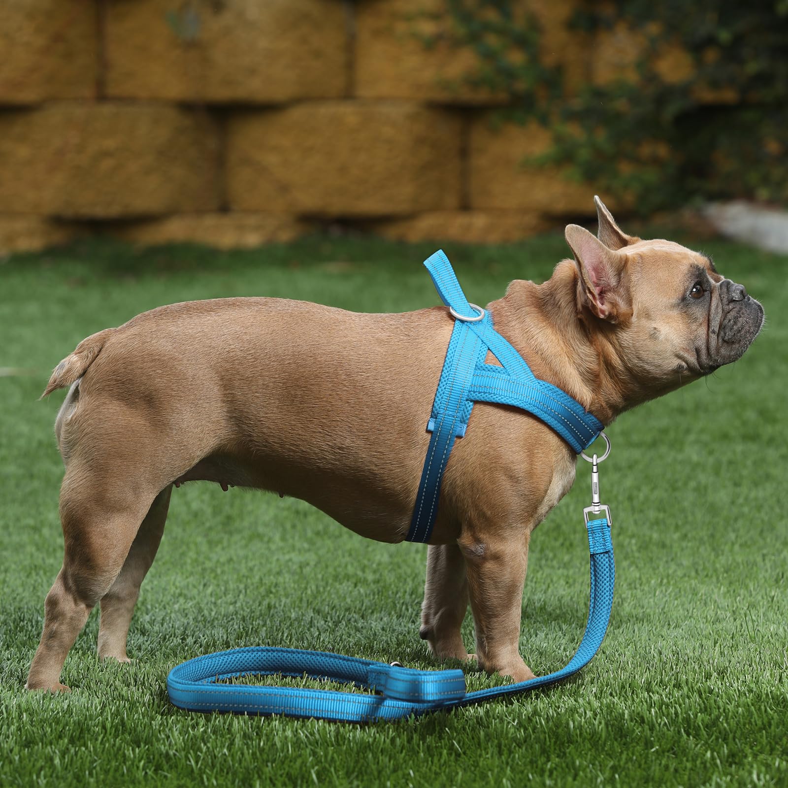 PLUTUS PET dog harness close-up showing reflective thread for nighttime visibility.