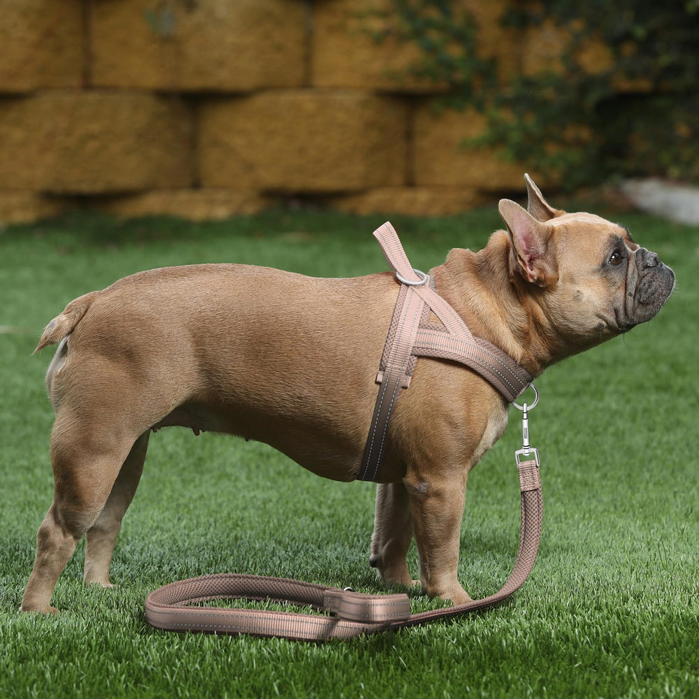 PLUTUS PET no-pull dog harness shown with its step-in design and single buckle.