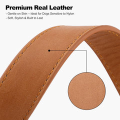 PLUTUS PET leather dog collar with the metal leash D-ring in view.