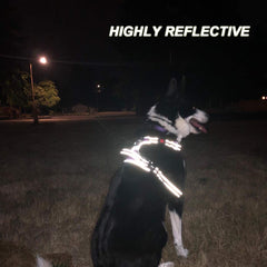PoyPet dog harness reflective stitching shown in close detail.
