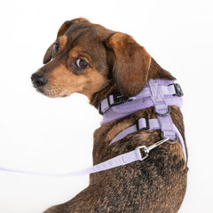 Puppia Ritefit dog harness showing the two metal back D-rings.