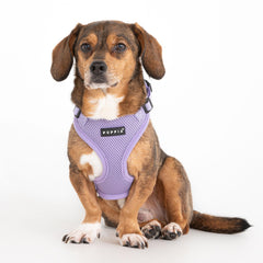 Puppia Ritefit dog harness worn by a small dog.