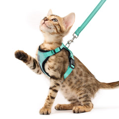 PUPTECK cat harness and leash set shown from the front in aquamarine.