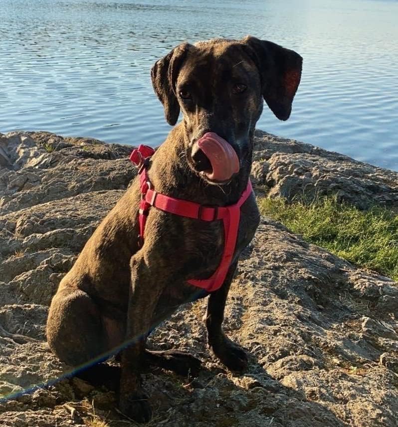 PUPTECK dog harness shown from a different angle.