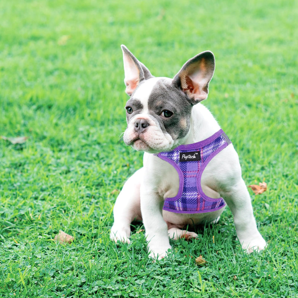 PUPTECK small dog harness and leash shown together.